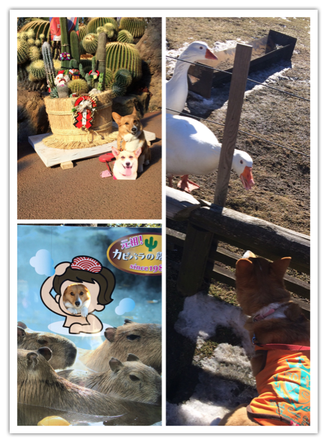 f:id:pokopeko2003:20150108232346j:plain f:id:pokopeko2003:20150108232346j:plain