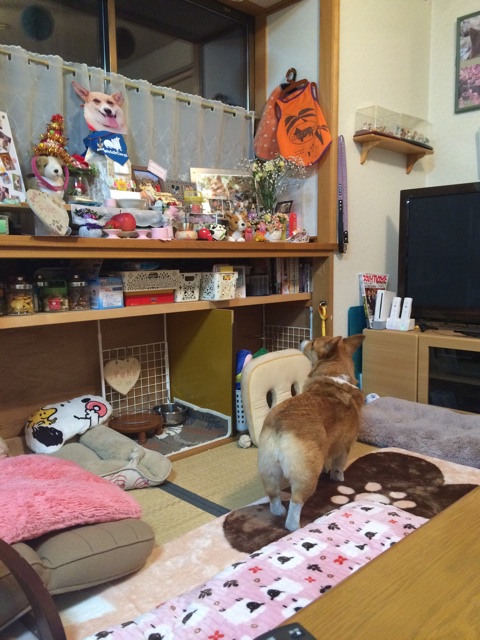 f:id:pokopeko2003:20150120204703j:plain f:id:pokopeko2003:20150120204703j:plain