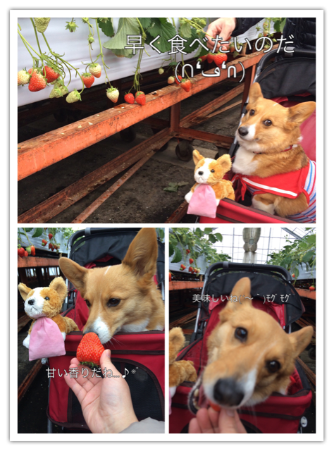 f:id:pokopeko2003:20150221002620j:plain f:id:pokopeko2003:20150221002620j:plain