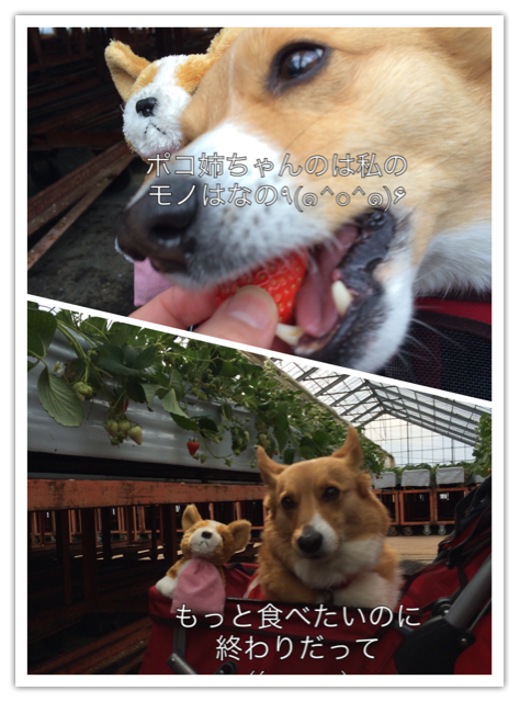 f:id:pokopeko2003:20150221002641j:plain f:id:pokopeko2003:20150221002641j:plain