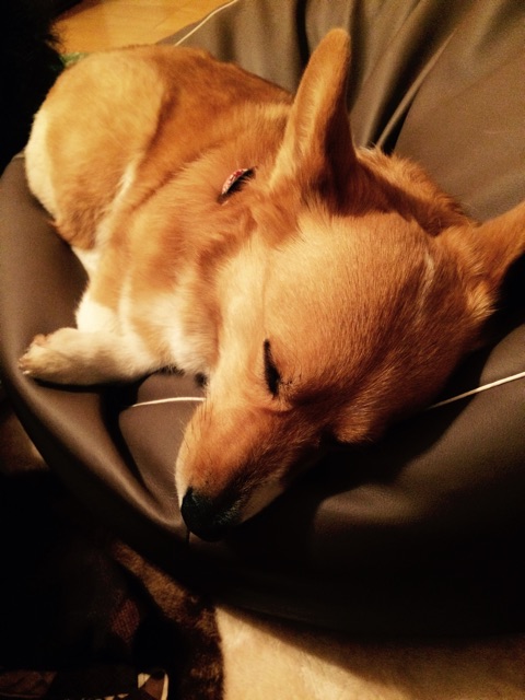 f:id:pokopeko2003:20150303211759j:plain f:id:pokopeko2003:20150303211759j:plain