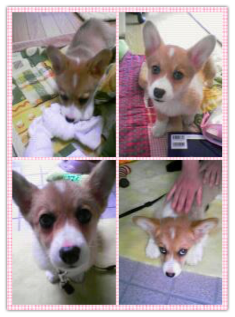 f:id:pokopeko2003:20150406172751j:plain f:id:pokopeko2003:20150406172751j:plain