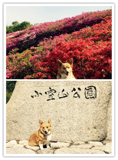 f:id:pokopeko2003:20150509092111p:image f:id:pokopeko2003:20150509092111p:image