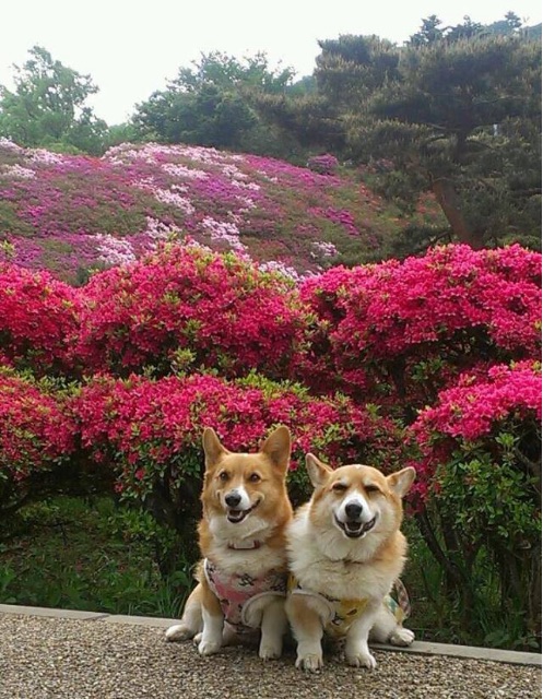 f:id:pokopeko2003:20150509092336j:image f:id:pokopeko2003:20150509092336j:image