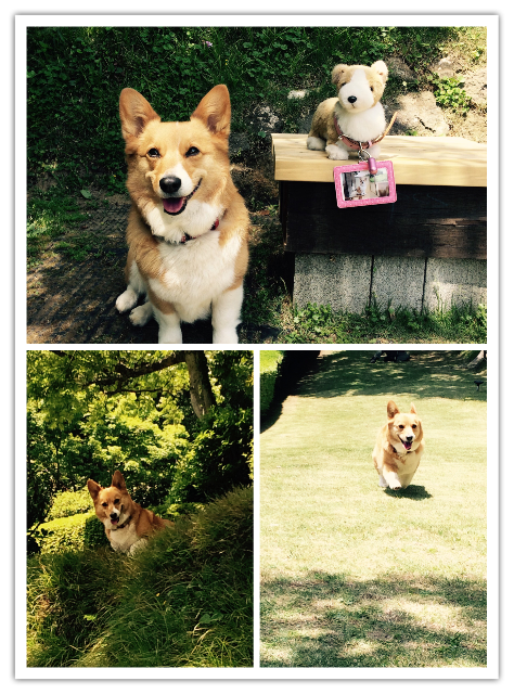 f:id:pokopeko2003:20150509093305p:image f:id:pokopeko2003:20150509093305p:image