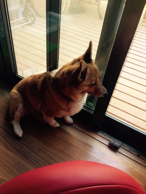 f:id:pokopeko2003:20150524174932j:image f:id:pokopeko2003:20150524174932j:image