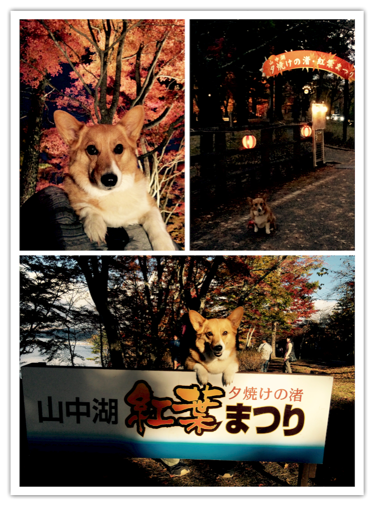 f:id:pokopeko2003:20151114051058p:image f:id:pokopeko2003:20151114051058p:image
