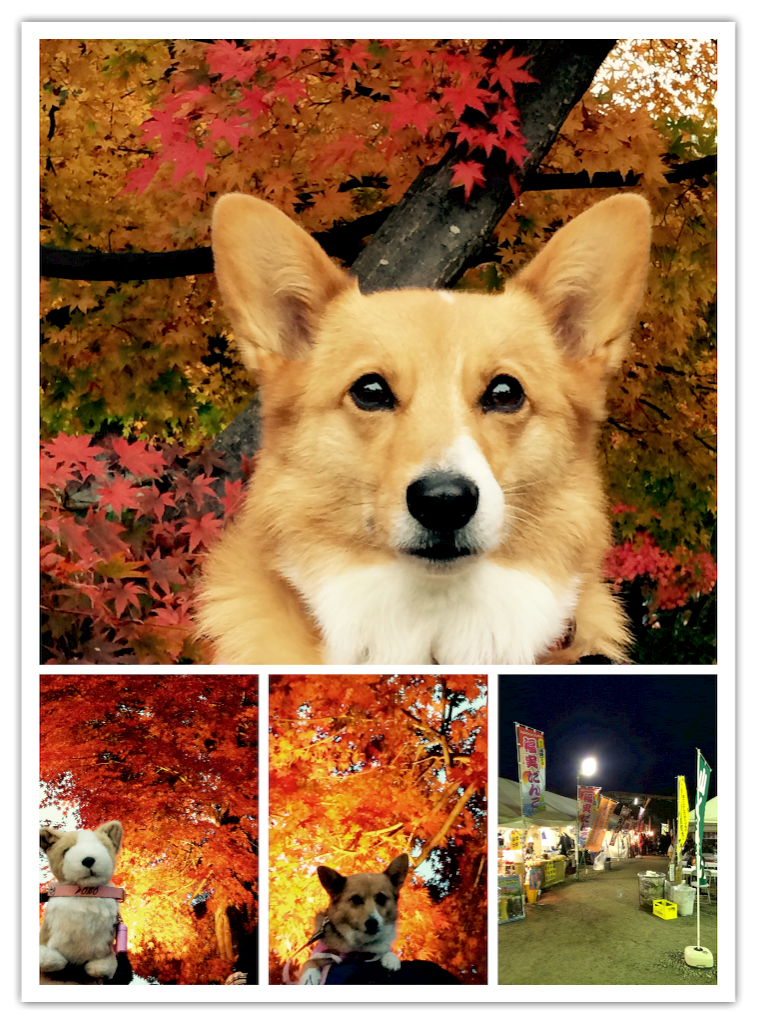 f:id:pokopeko2003:20151114051711p:image f:id:pokopeko2003:20151114051711p:image