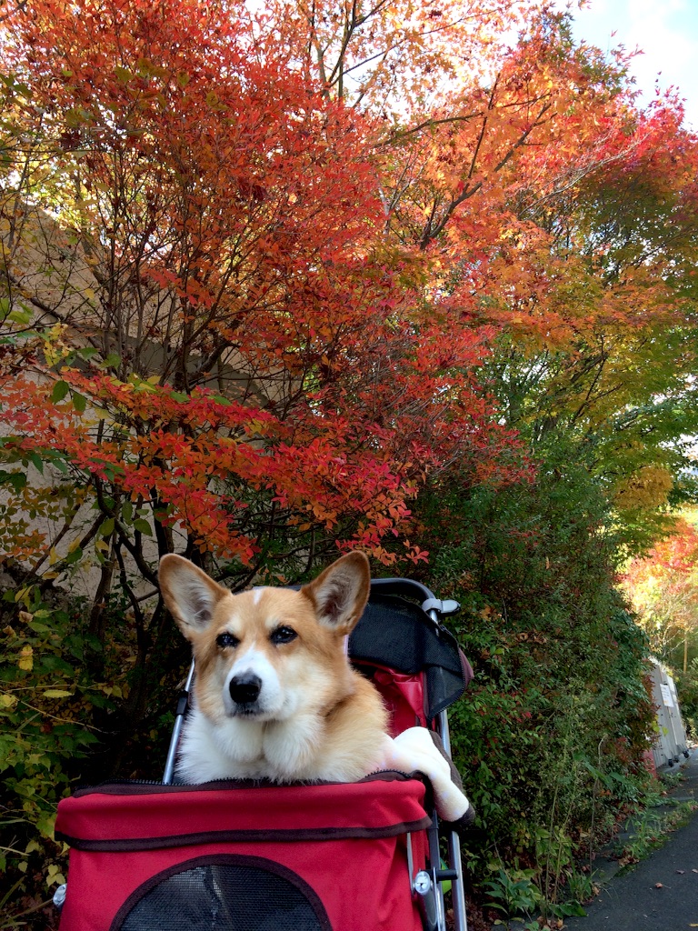 f:id:pokopeko2003:20151114052625j:image f:id:pokopeko2003:20151114052625j:image