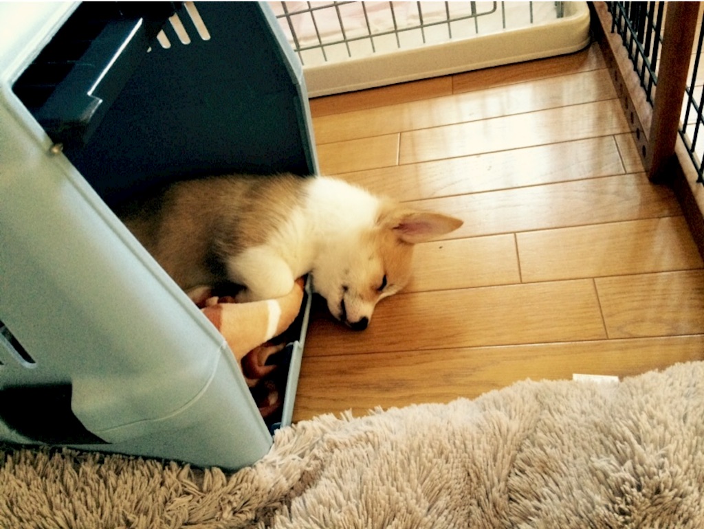 f:id:pokopeko2003:20151115203248j:image f:id:pokopeko2003:20151115203248j:image