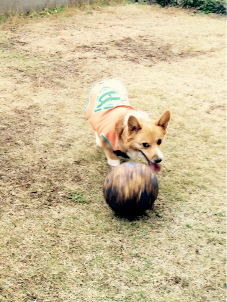 f:id:pokopeko2003:20151115203356j:image f:id:pokopeko2003:20151115203356j:image