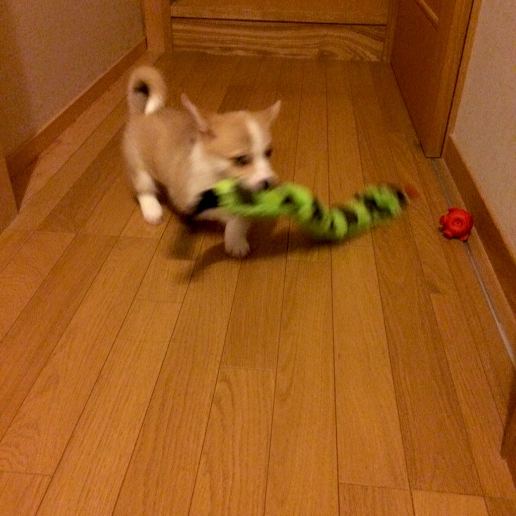 f:id:pokopeko2003:20151122222434j:image f:id:pokopeko2003:20151122222434j:image