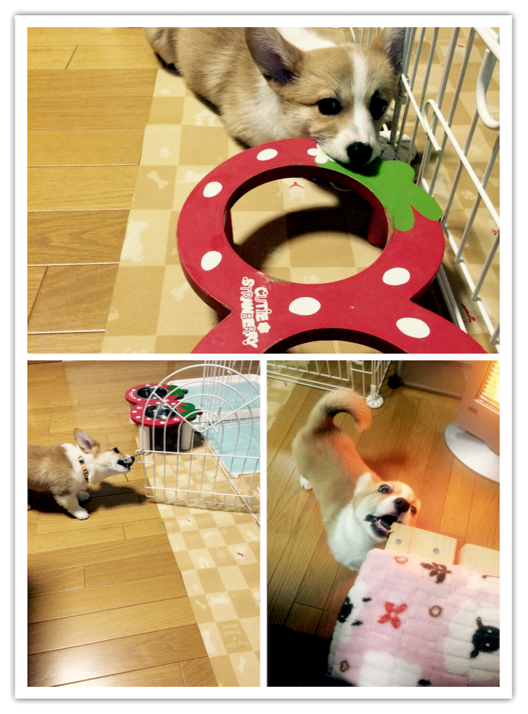 f:id:pokopeko2003:20151214132706p:image f:id:pokopeko2003:20151214132706p:image