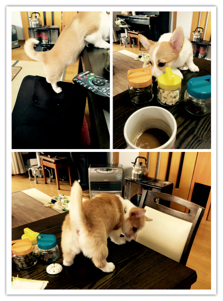 f:id:pokopeko2003:20151214132723p:image f:id:pokopeko2003:20151214132723p:image