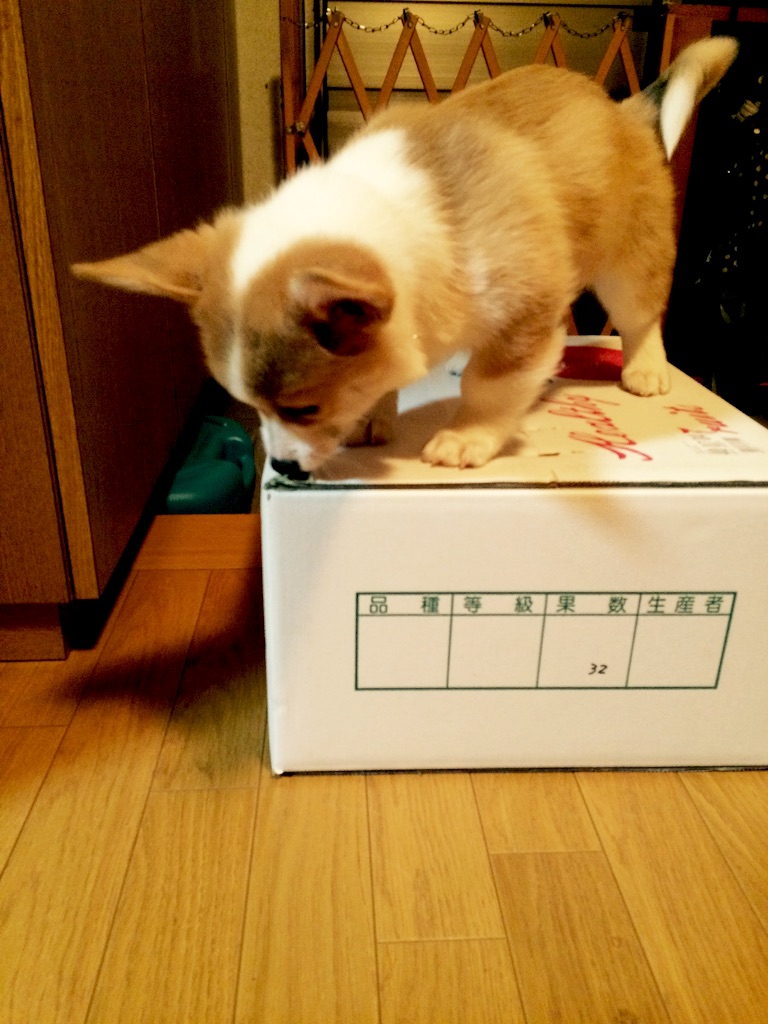 f:id:pokopeko2003:20151214133008j:image f:id:pokopeko2003:20151214133008j:image