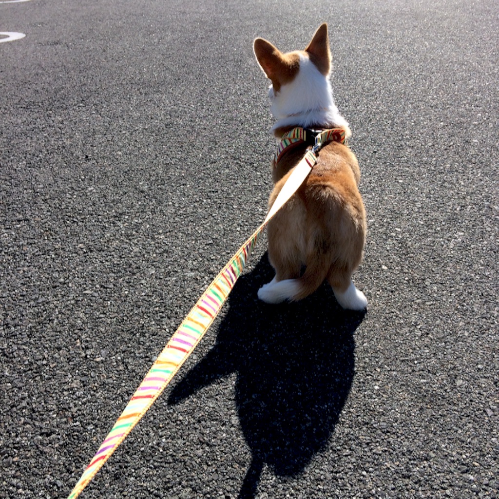 f:id:pokopeko2003:20151229230932j:image f:id:pokopeko2003:20151229230932j:image