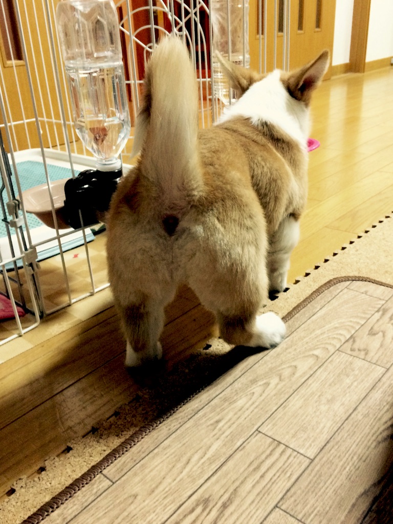f:id:pokopeko2003:20151229231416j:image f:id:pokopeko2003:20151229231416j:image