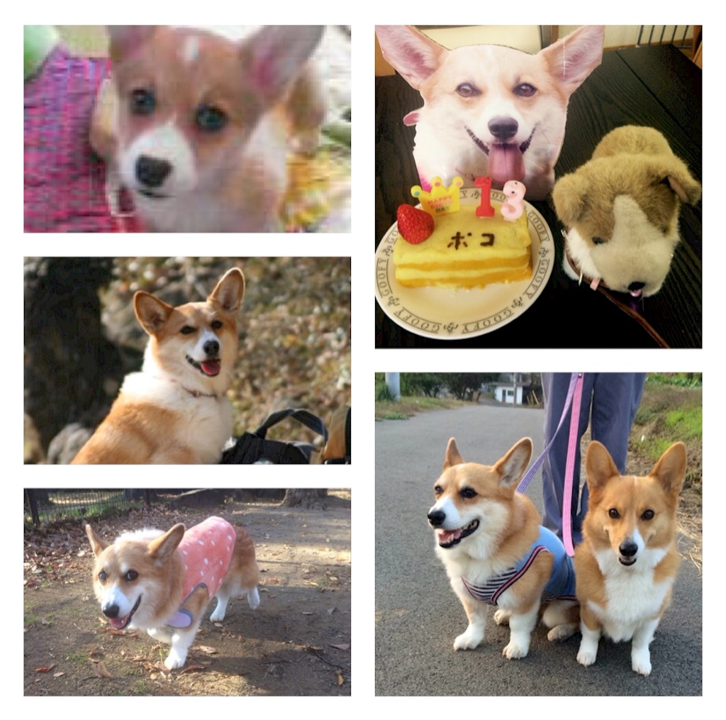 f:id:pokopeko2003:20160120202549j:image f:id:pokopeko2003:20160120202549j:image