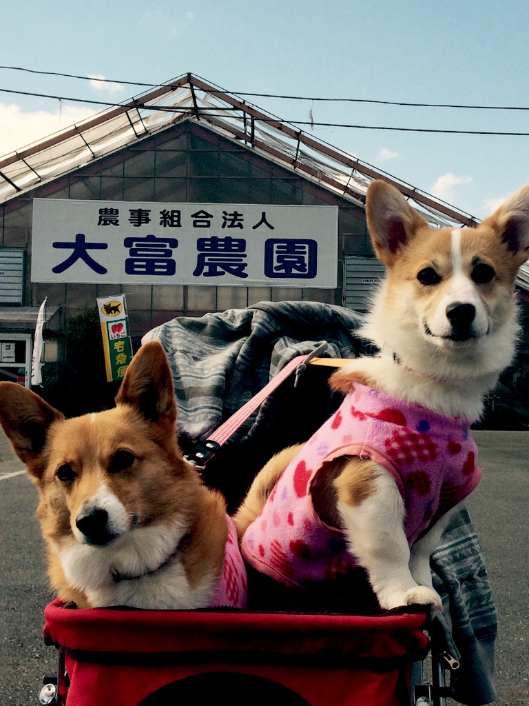 f:id:pokopeko2003:20160302214110j:image f:id:pokopeko2003:20160302214110j:image