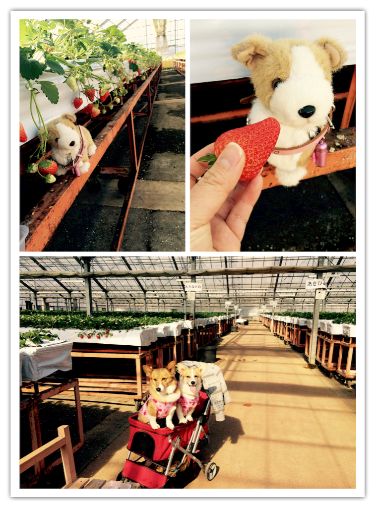 f:id:pokopeko2003:20160302214135p:image f:id:pokopeko2003:20160302214135p:image