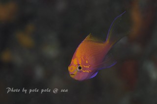 f:id:polepole-at-sea:20150920224004j:plain