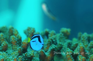f:id:polepole-at-sea:20150920224107j:plain