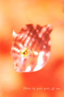 f:id:polepole-at-sea:20150920224225j:plain