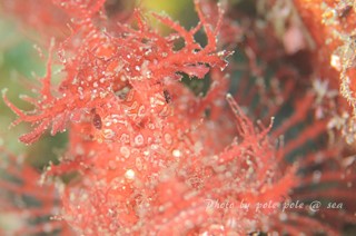 f:id:polepole-at-sea:20150925221335j:plain