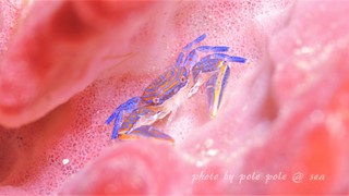 f:id:polepole-at-sea:20160220234347j:plain f:id:polepole-at-sea:20160220234347j:plain