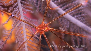 f:id:polepole-at-sea:20160220234523j:plain f:id:polepole-at-sea:20160220234523j:plain