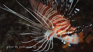 f:id:polepole-at-sea:20160220234550j:plain f:id:polepole-at-sea:20160220234550j:plain