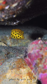 f:id:polepole-at-sea:20160220234619j:plain f:id:polepole-at-sea:20160220234619j:plain