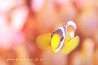 f:id:polepole-at-sea:20160301180848j:plain f:id:polepole-at-sea:20160301180848j:plain