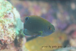 f:id:polepole-at-sea:20160301180917j:plain f:id:polepole-at-sea:20160301180917j:plain