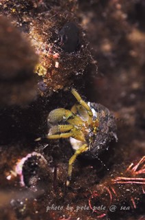 f:id:polepole-at-sea:20160301180939j:plain f:id:polepole-at-sea:20160301180939j:plain