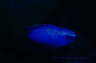 f:id:polepole-at-sea:20160301181016j:plain f:id:polepole-at-sea:20160301181016j:plain