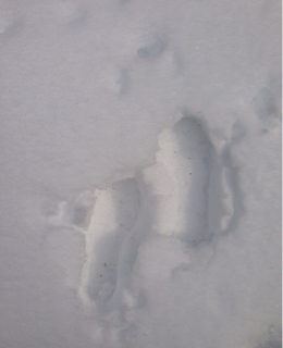 f:id:polish0629:20140210233229j:plain f:id:polish0629:20140210233229j:plain