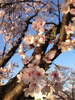 f:id:polish0629:20140405132154j:plain f:id:polish0629:20140405132154j:plain