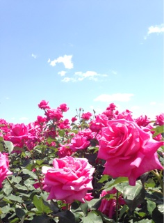 f:id:polish0629:20140517212752j:plain f:id:polish0629:20140517212752j:plain
