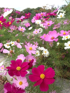 f:id:polish0629:20141017182130j:plain f:id:polish0629:20141017182130j:plain