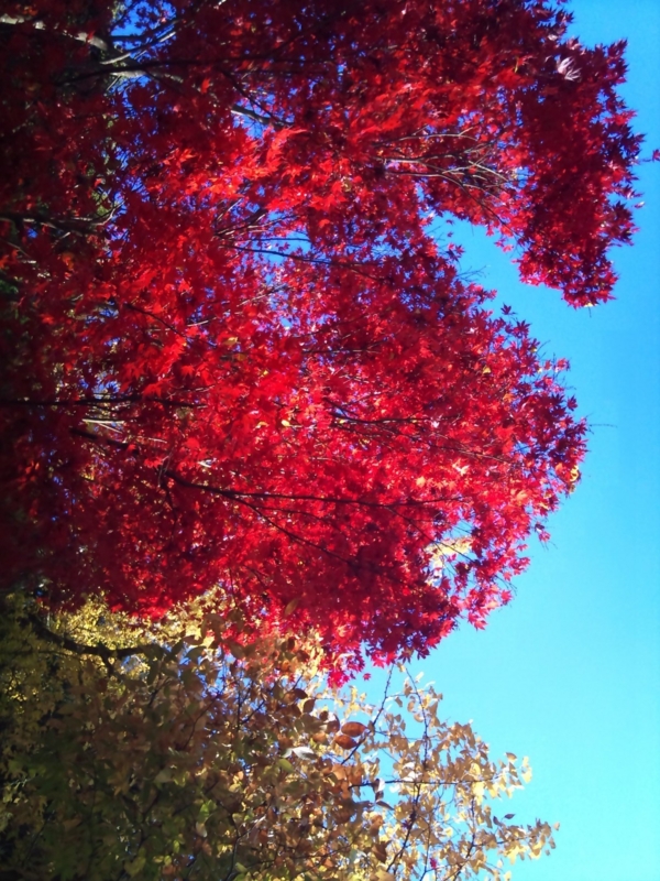 f:id:poluche356:20101121091631j:image f:id:poluche356:20101121091631j:image