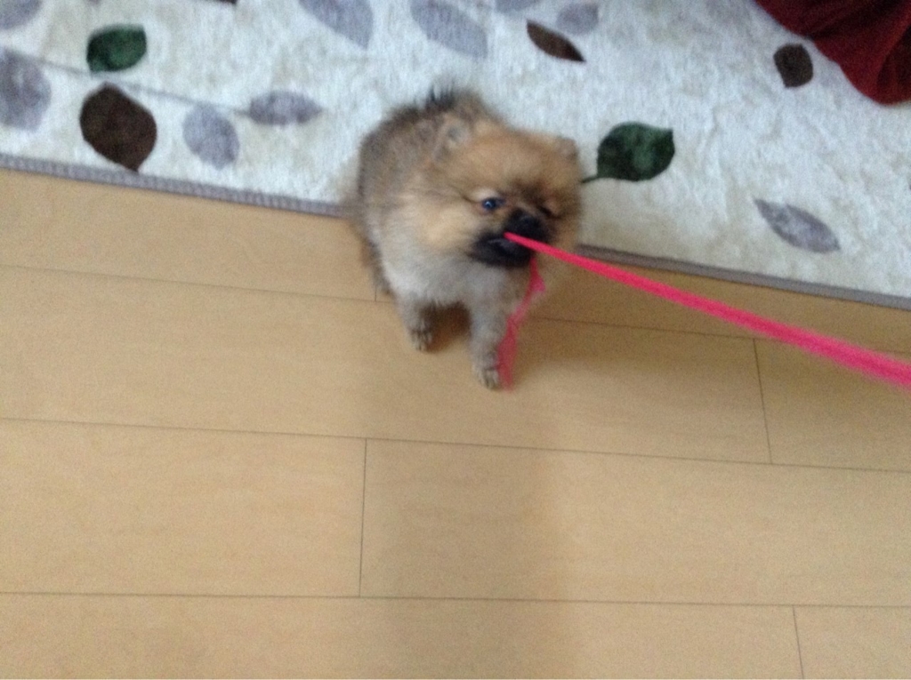 f:id:pon_ishikawa:20151222144327j:plain f:id:pon_ishikawa:20151222144327j:plain