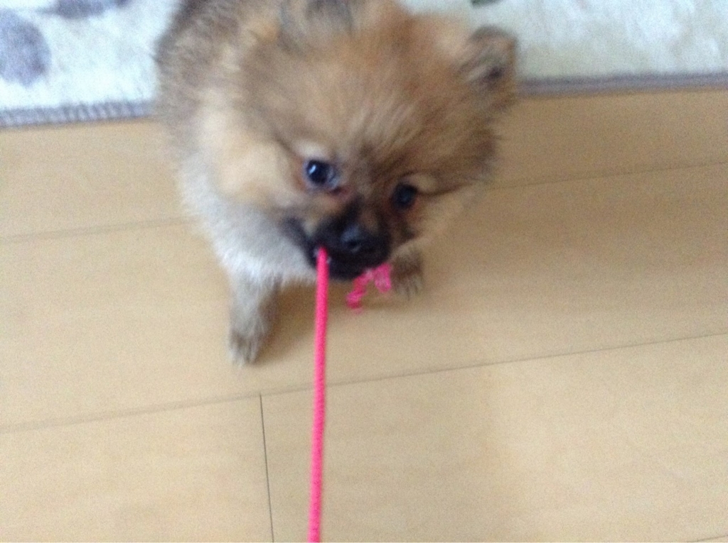 f:id:pon_ishikawa:20151222144517j:plain f:id:pon_ishikawa:20151222144517j:plain