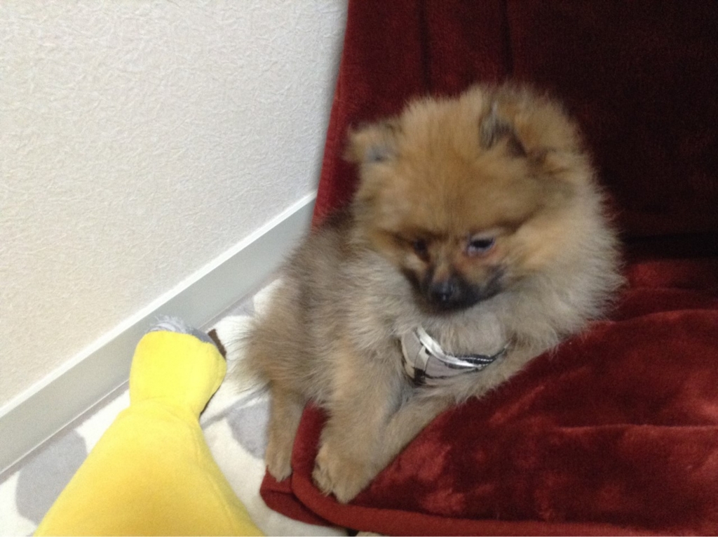 f:id:pon_ishikawa:20151230111413j:plain f:id:pon_ishikawa:20151230111413j:plain