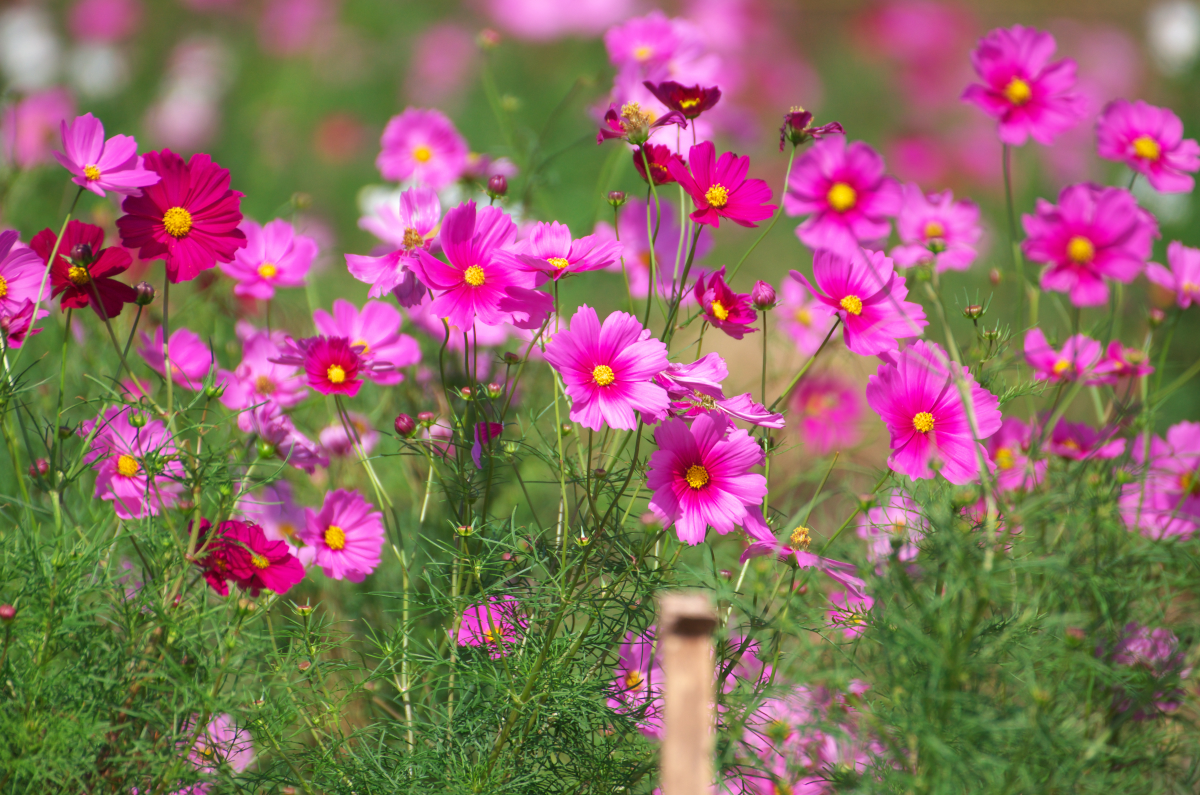 f:id:ponkichi787:20141026092221j:plain f:id:ponkichi787:20141026092221j:plain