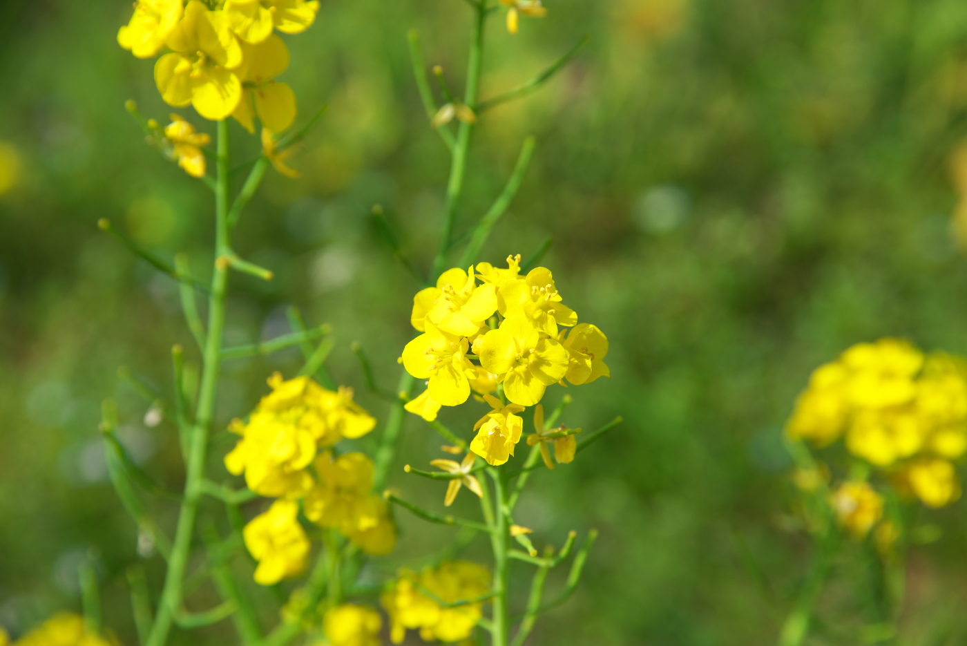 f:id:ponkichi787:20150322104057j:plain f:id:ponkichi787:20150322104057j:plain