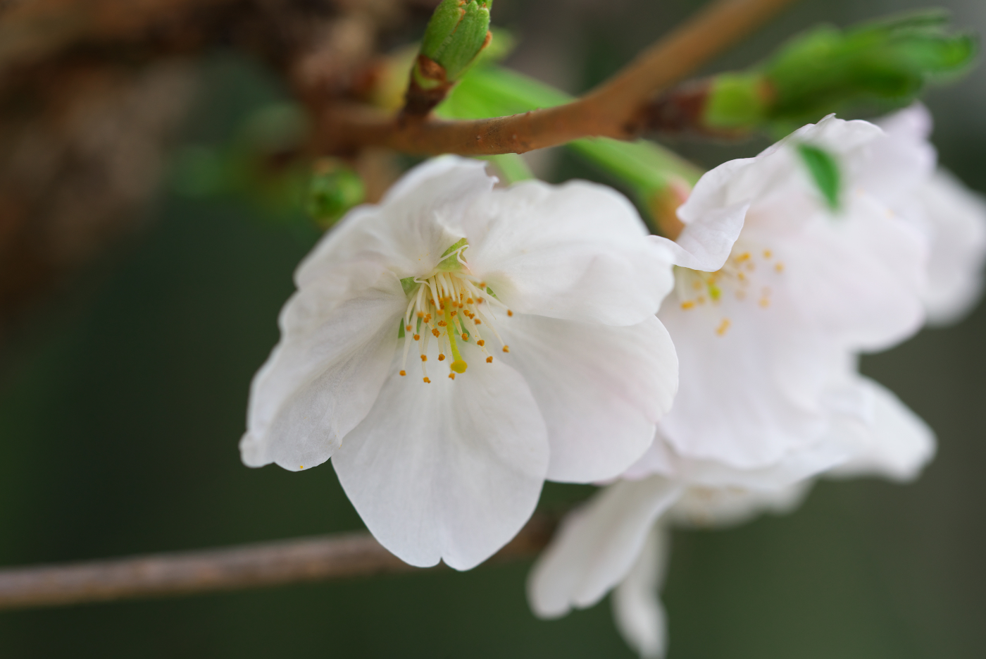 f:id:ponkichi787:20150401201944j:plain f:id:ponkichi787:20150401201944j:plain