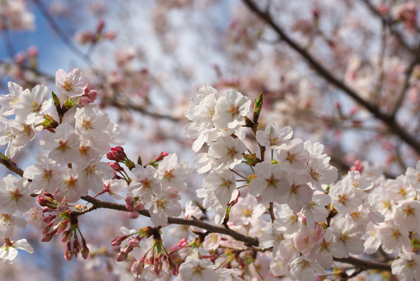 f:id:ponkichi787:20150401201946j:plain f:id:ponkichi787:20150401201946j:plain