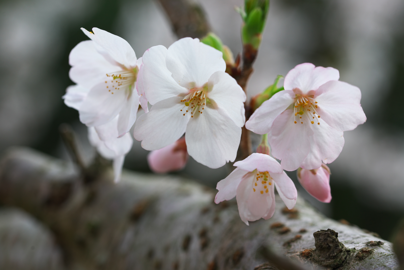 f:id:ponkichi787:20150401201947j:plain f:id:ponkichi787:20150401201947j:plain