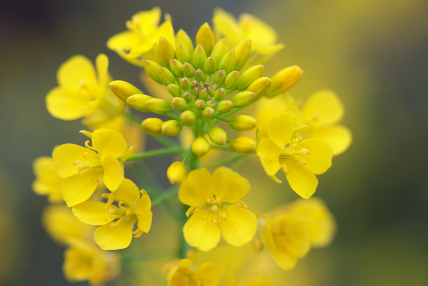 f:id:ponkichi787:20150401201952j:plain f:id:ponkichi787:20150401201952j:plain